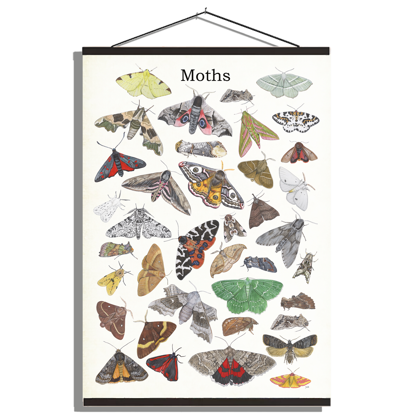 Schoolplaat "Moths"