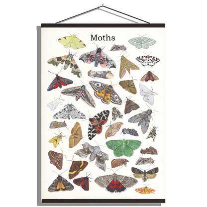 Schoolplaat "Moths"