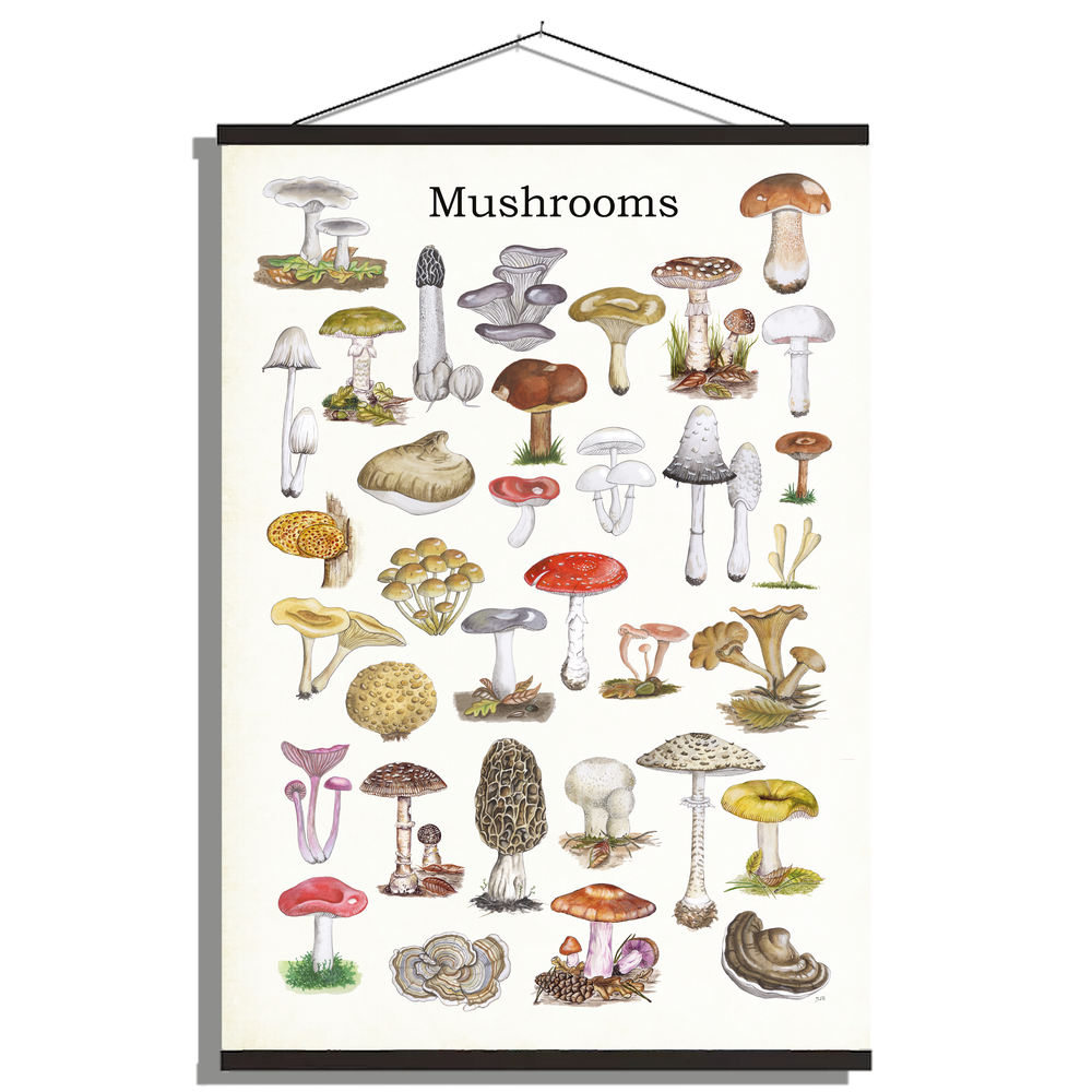 Schoolplaat "Mushrooms"