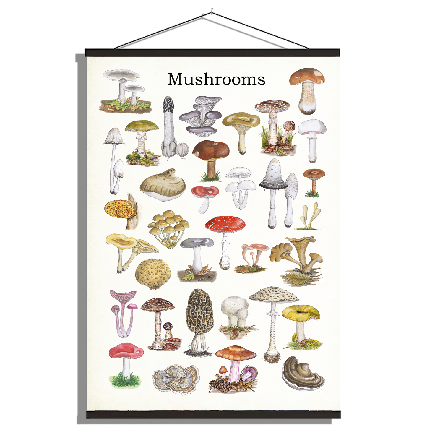 Schoolplaat "Mushrooms"