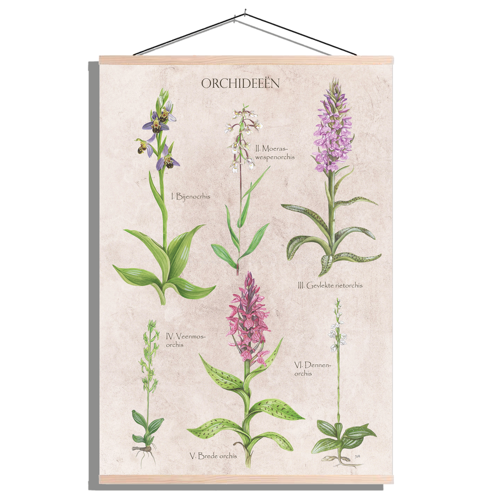 Schoolplaat "Orchideeën"