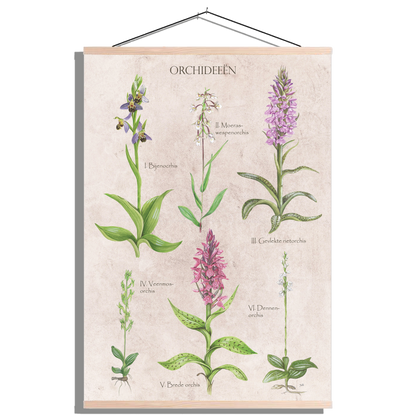 Schoolplaat "Orchideeën"