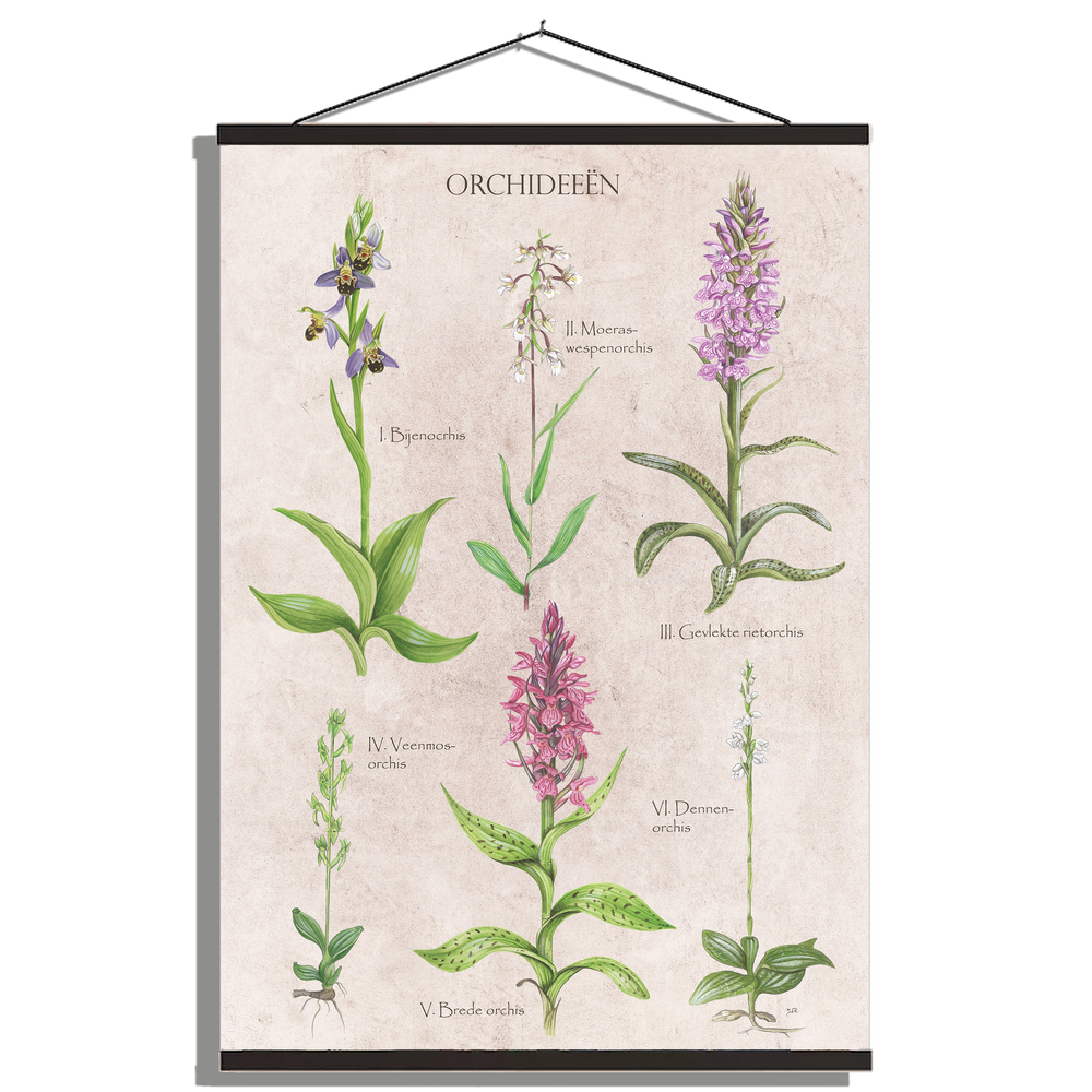 Schoolplaat "Orchideeën"