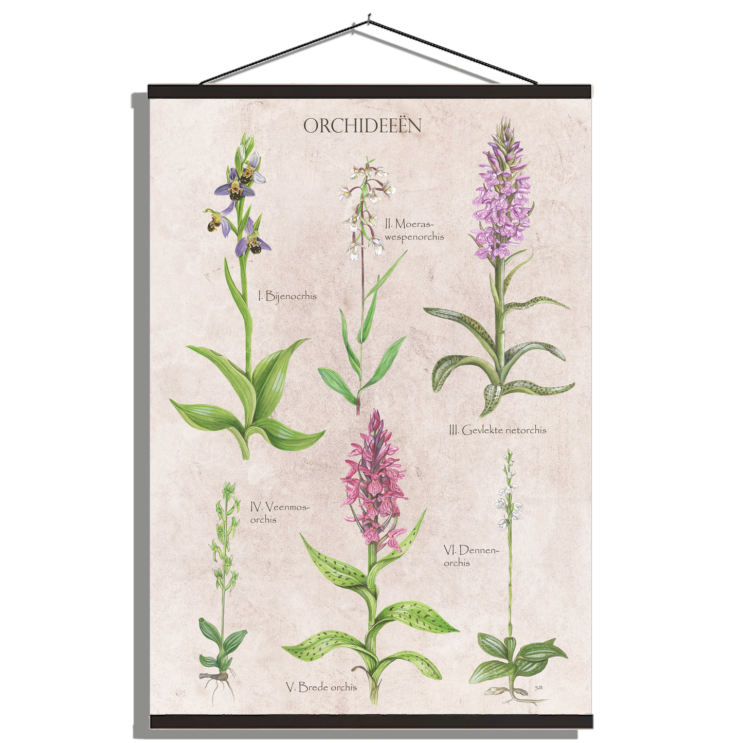 Schoolplaat "Orchideeën"