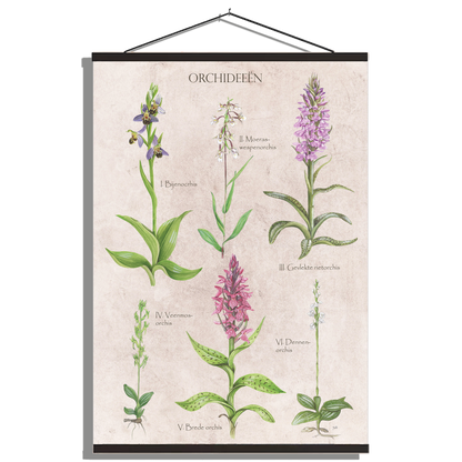 Schoolplaat "Orchideeën"