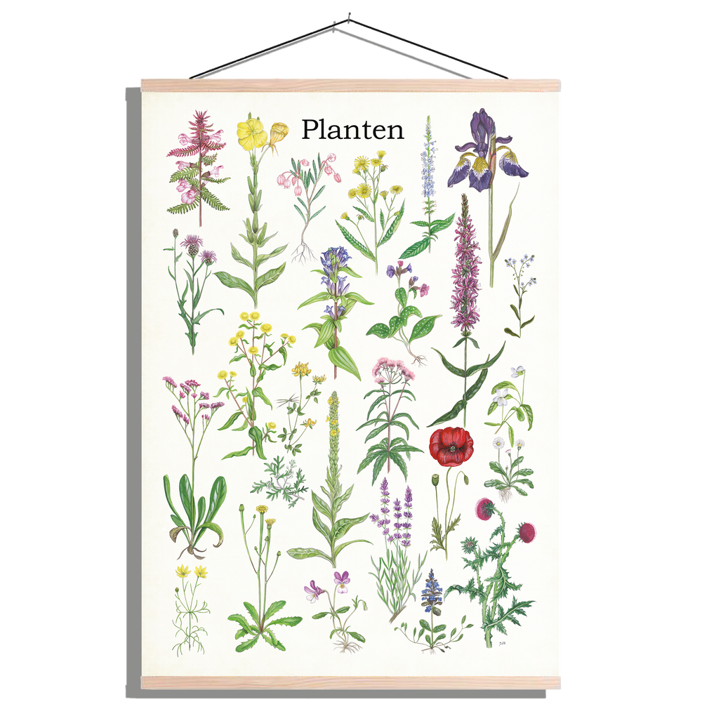 Schoolplaat "Planten 2"