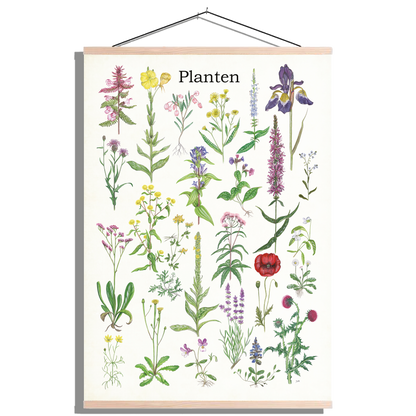 Schoolplaat "Planten 2"