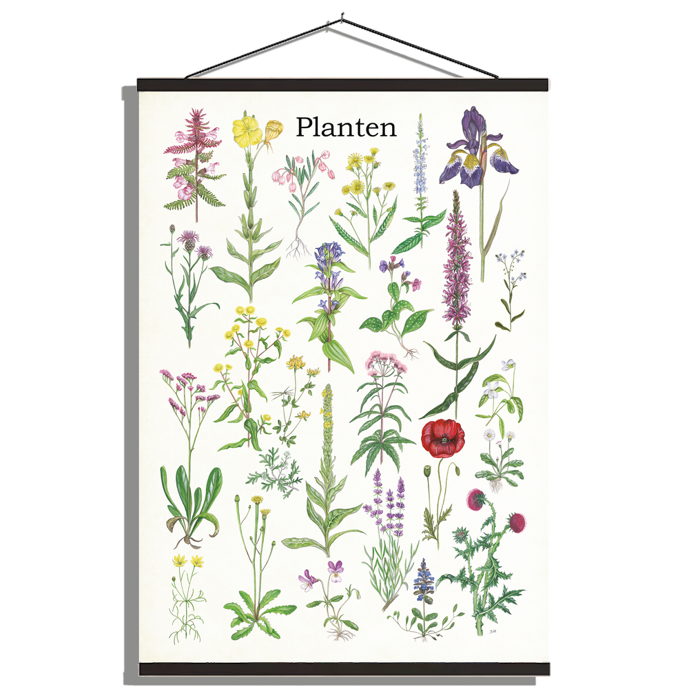 Schoolplaat "Planten 2"
