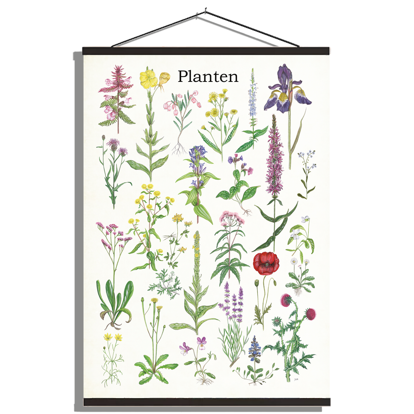 Schoolplaat "Planten 2"