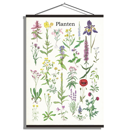 Schoolplaat "Planten 2"