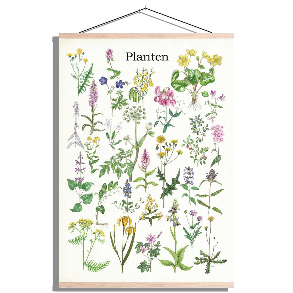 Schoolplaat "Planten 1"