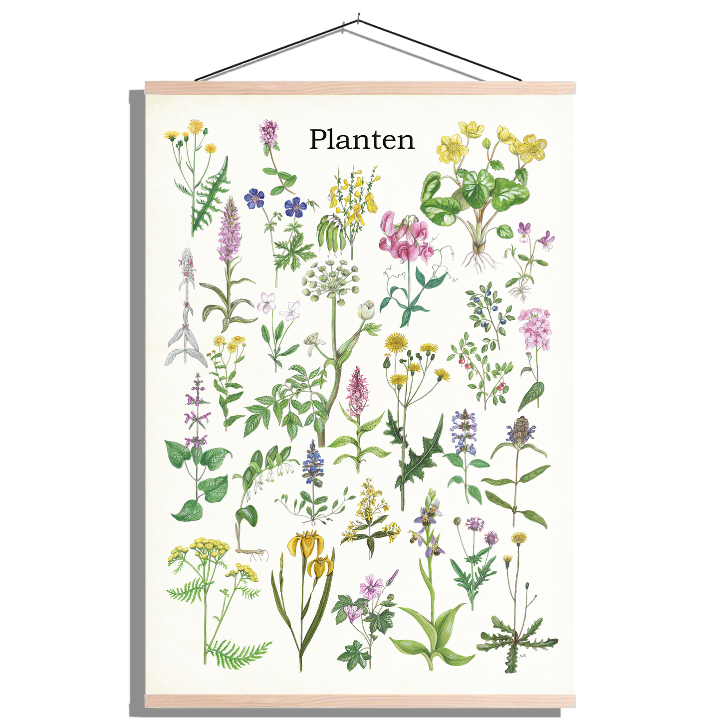 Schoolplaat "Planten 1"