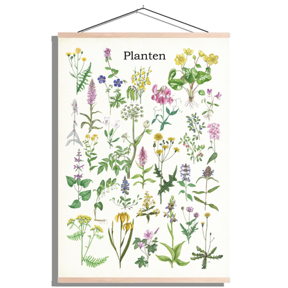 Schoolplaat "Planten 1"