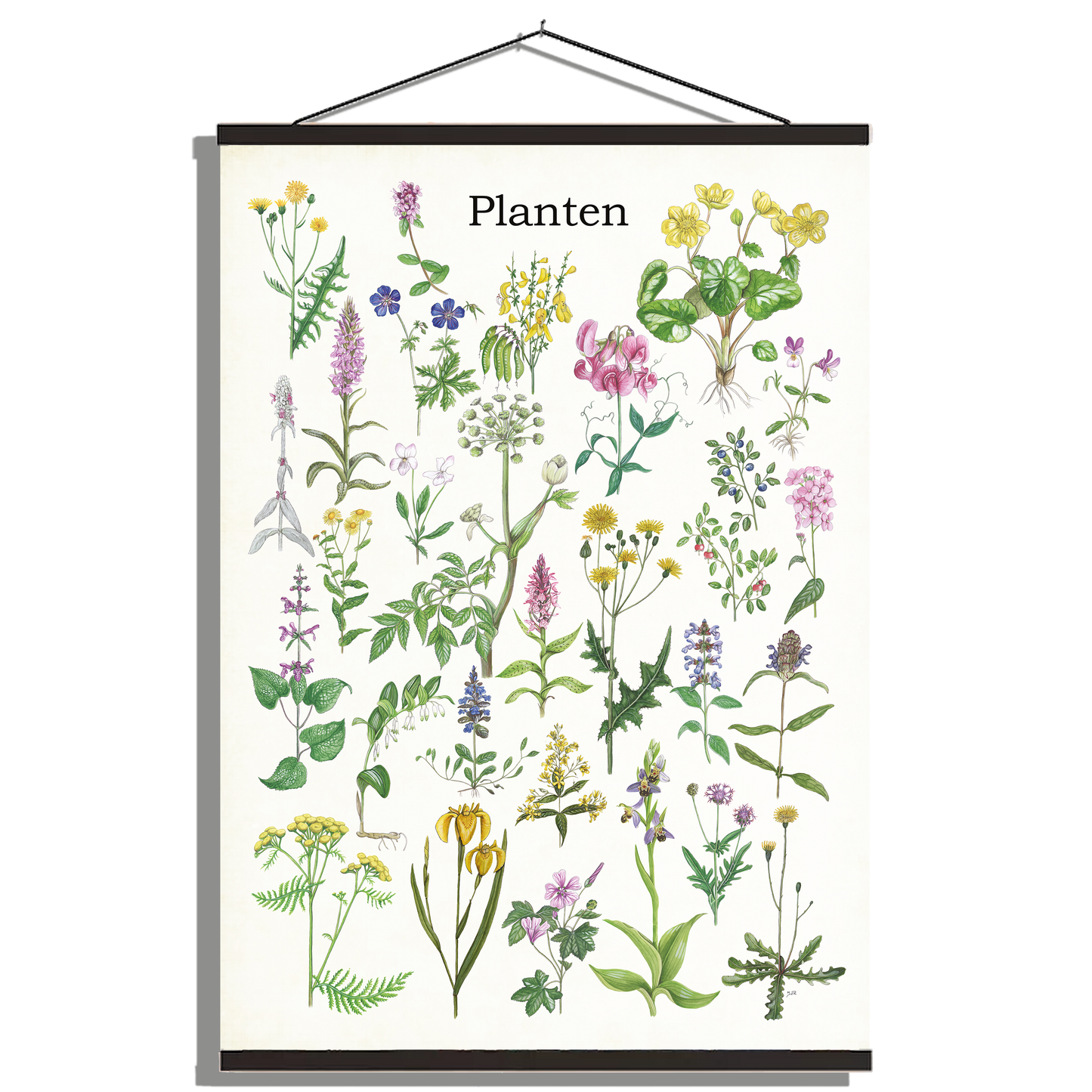 Schoolplaat "Planten 1"