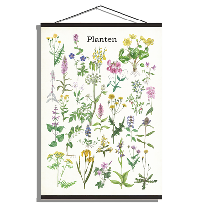 Schoolplaat "Planten 1"