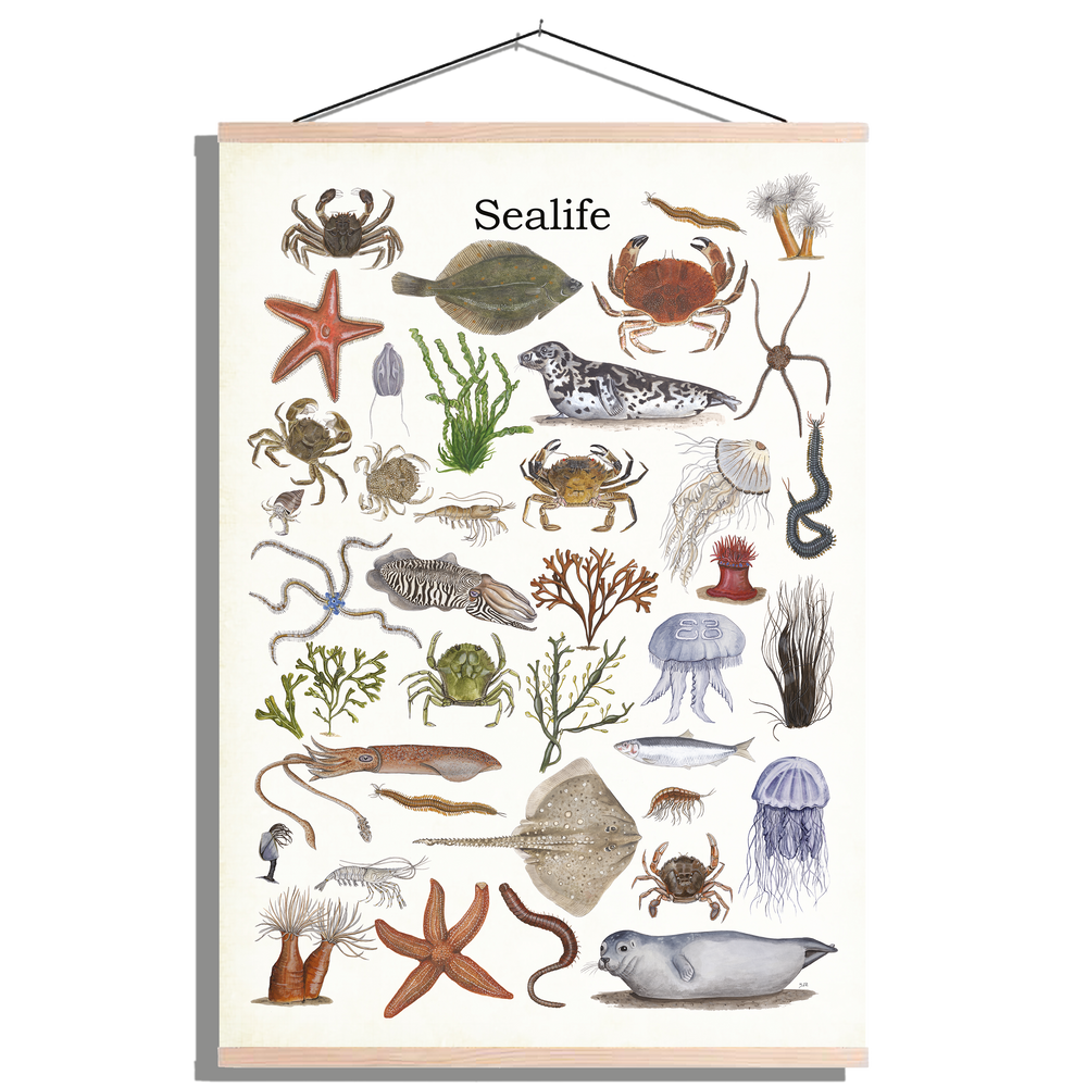 Schoolplaat "Sealife"
