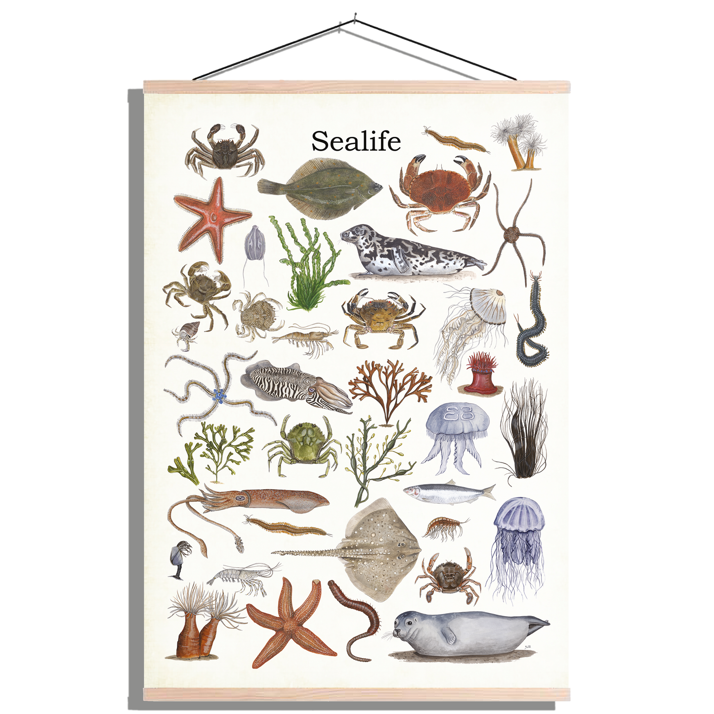 Schoolplaat "Sealife"