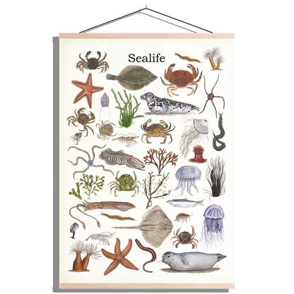 Schoolplaat "Sealife"