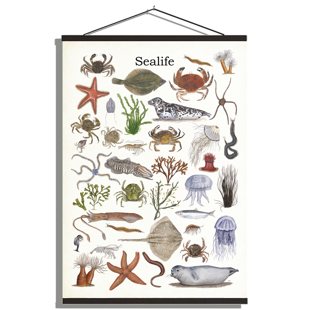 Schoolplaat "Sealife"