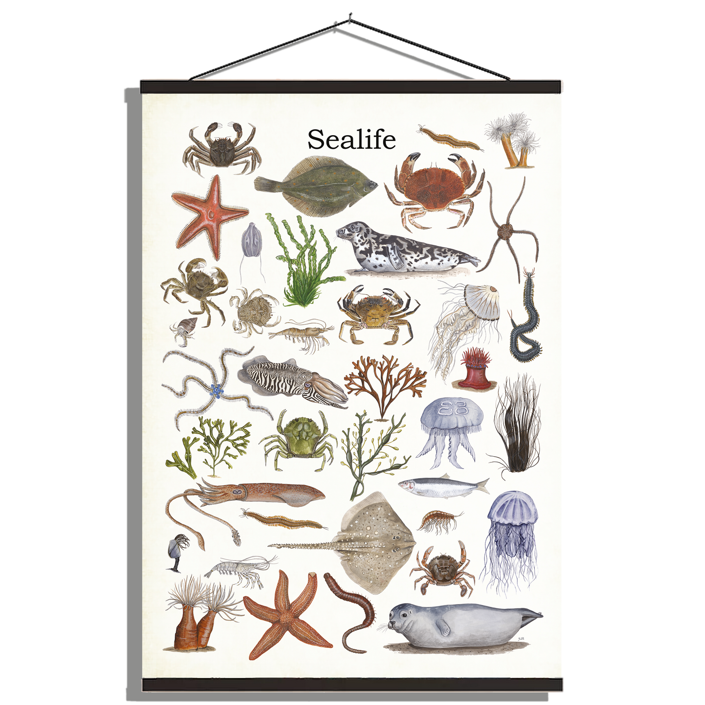 Schoolplaat "Sealife"