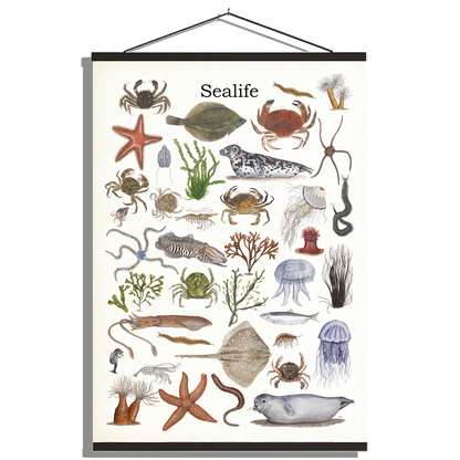 Schoolplaat "Sealife"