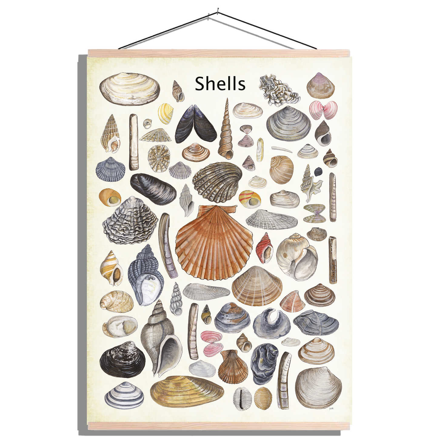 Schoolplaat "Shells"
