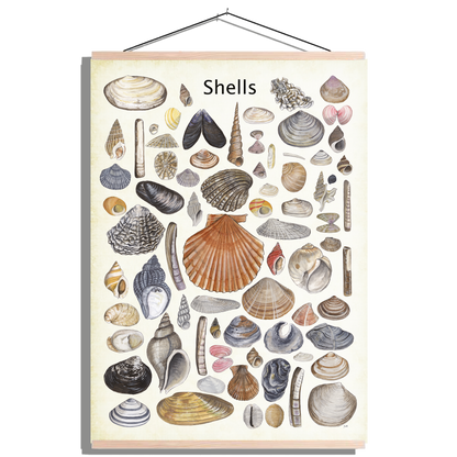 Schoolplaat "Shells"
