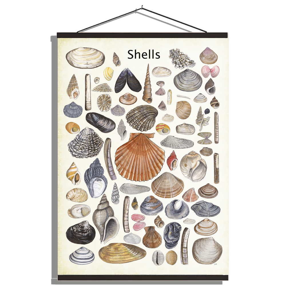 Schoolplaat "Shells"