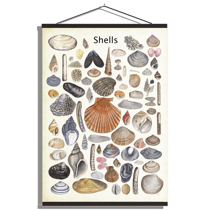 Schoolplaat "Shells"