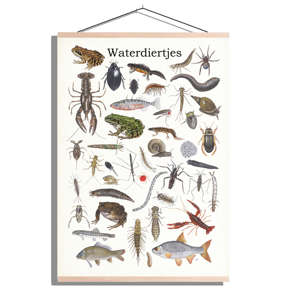 Schoolplaat "Waterdiertjes"