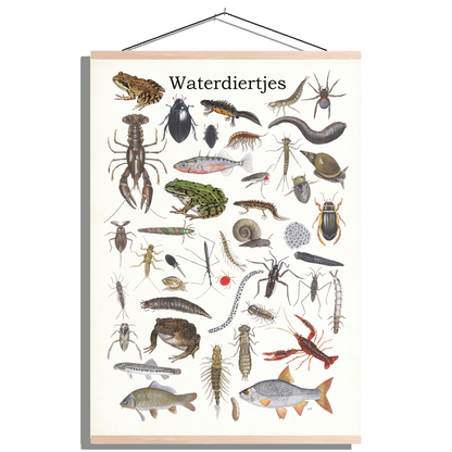 Schoolplaat "Waterdiertjes"