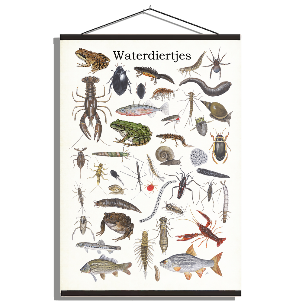 Schoolplaat "Waterdiertjes"