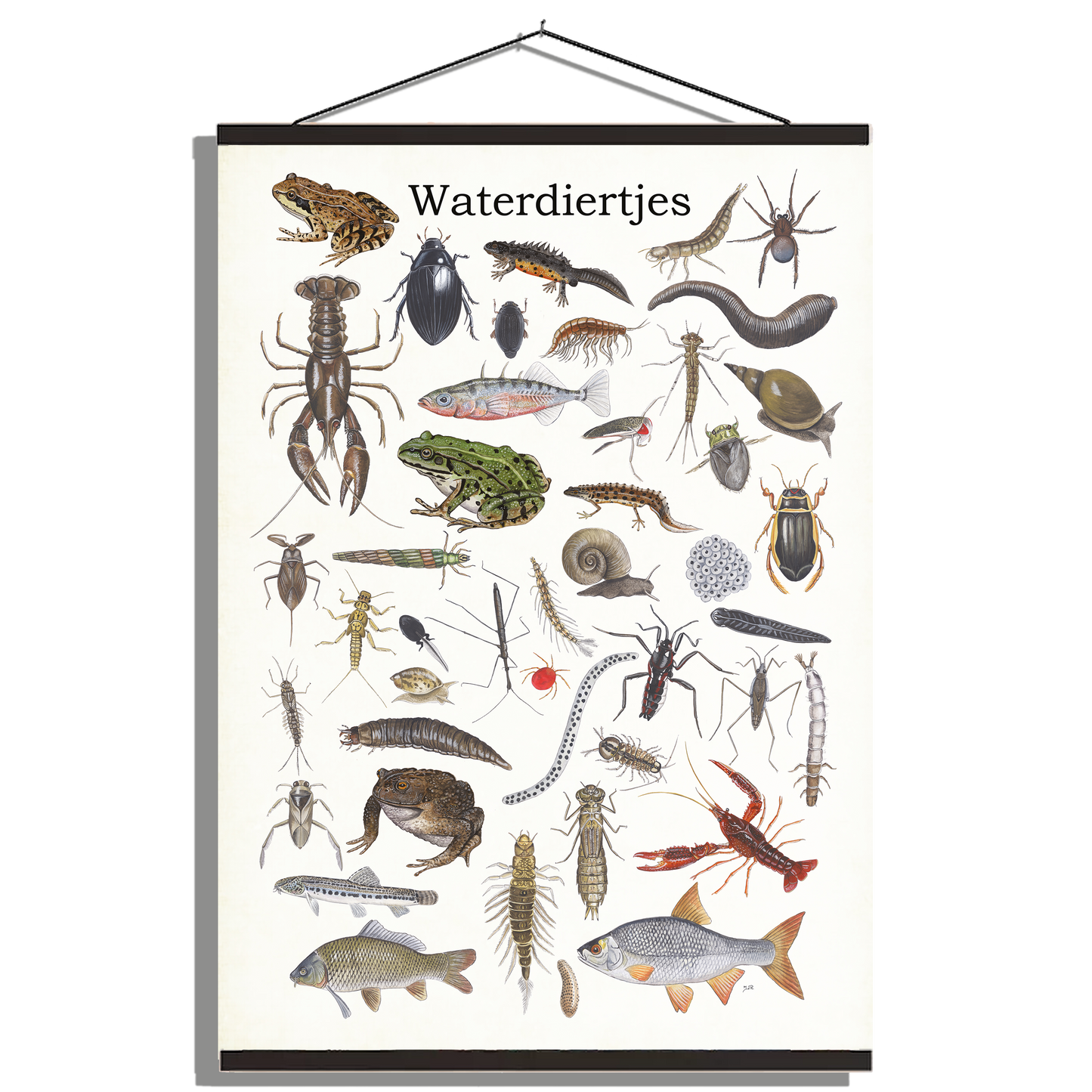 Schoolplaat "Waterdiertjes"