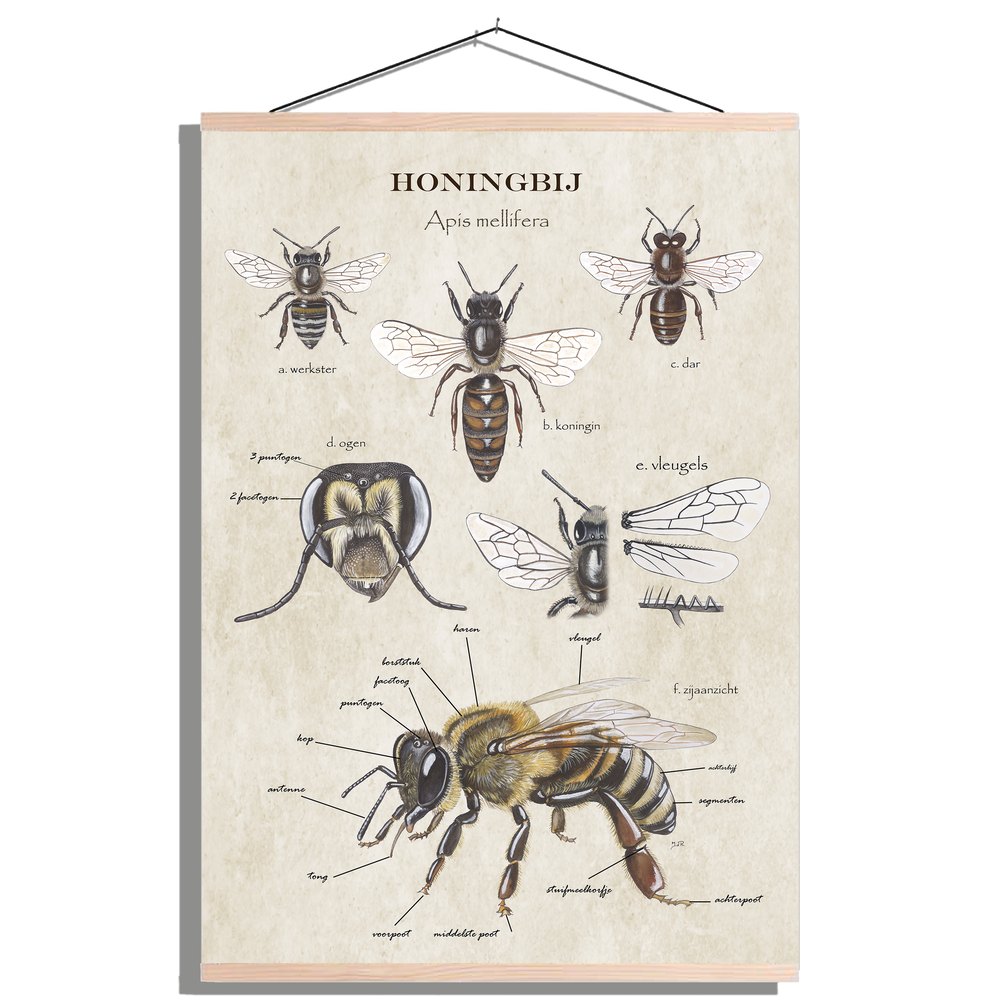 Schoolplaat "Anatomie van de honingbij"