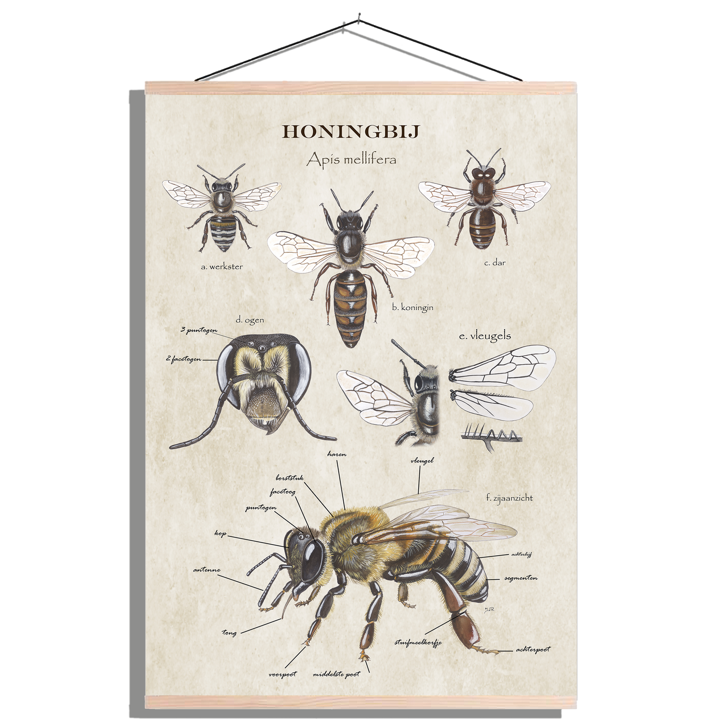 Schoolplaat "Anatomie van de honingbij"