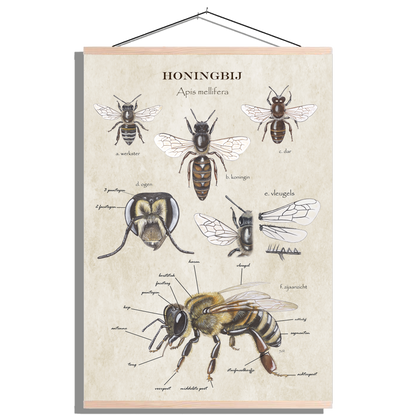 Schoolplaat "Anatomie van de honingbij"