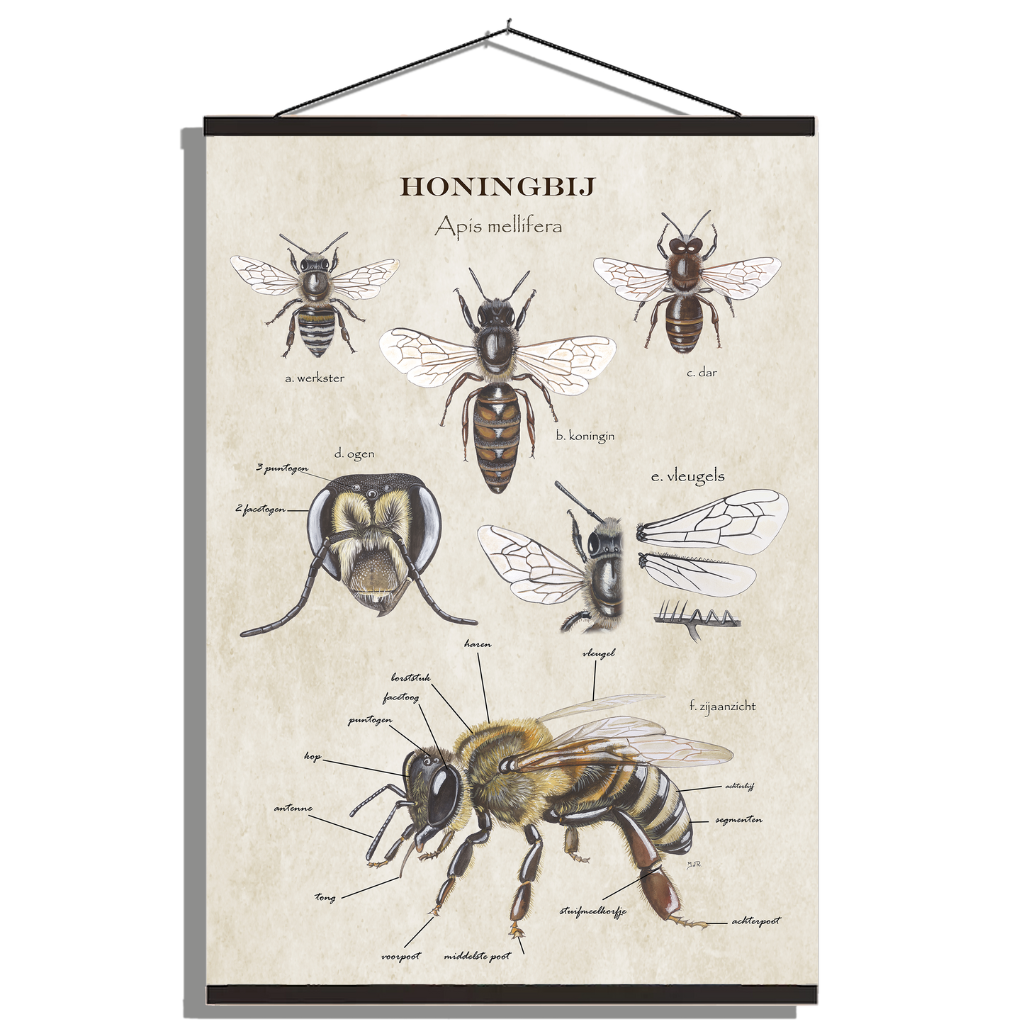 Schoolplaat "Anatomie van de honingbij"