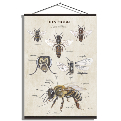 Schoolplaat "Anatomie van de honingbij"