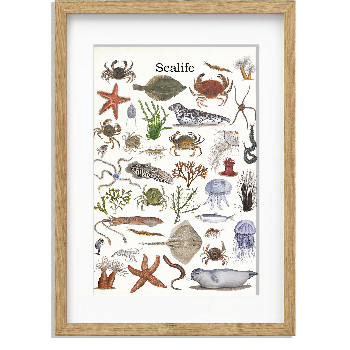 Ingelijst "Sealife"