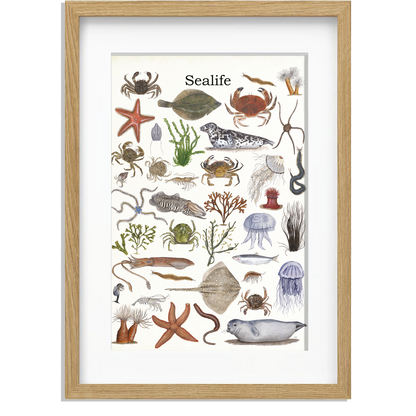 Ingelijst "Sealife"