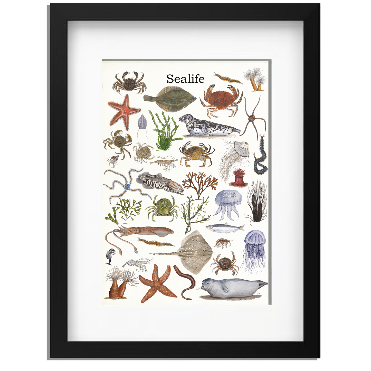 Ingelijst "Sealife"