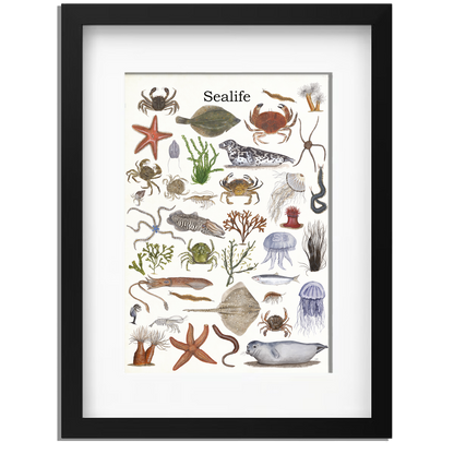 Ingelijst "Sealife"