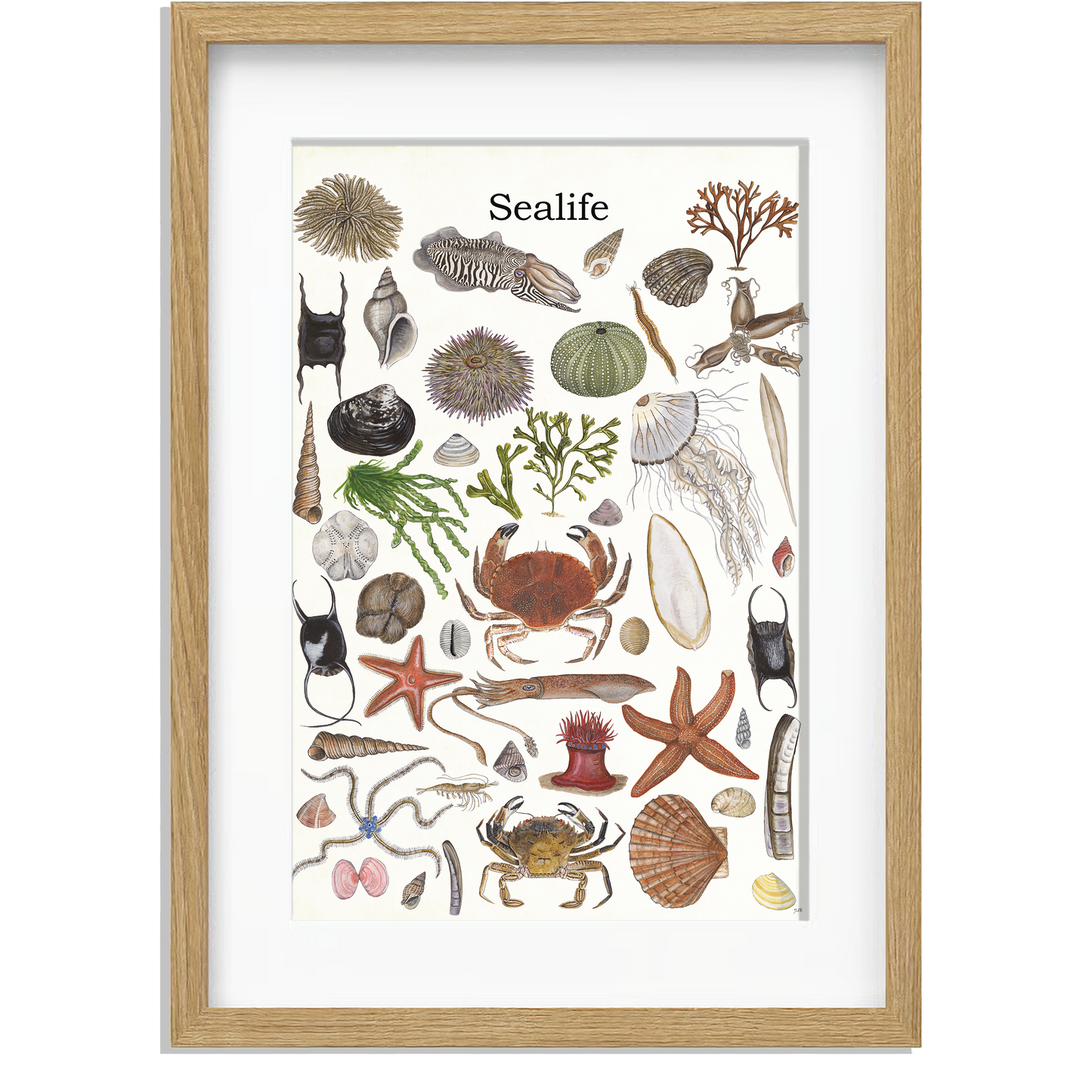 Ingelijst "Sealife 2"