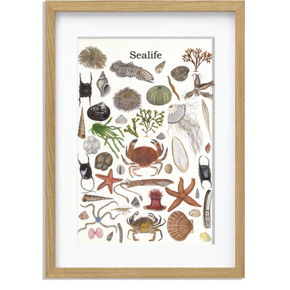 Ingelijst "Sealife 2"