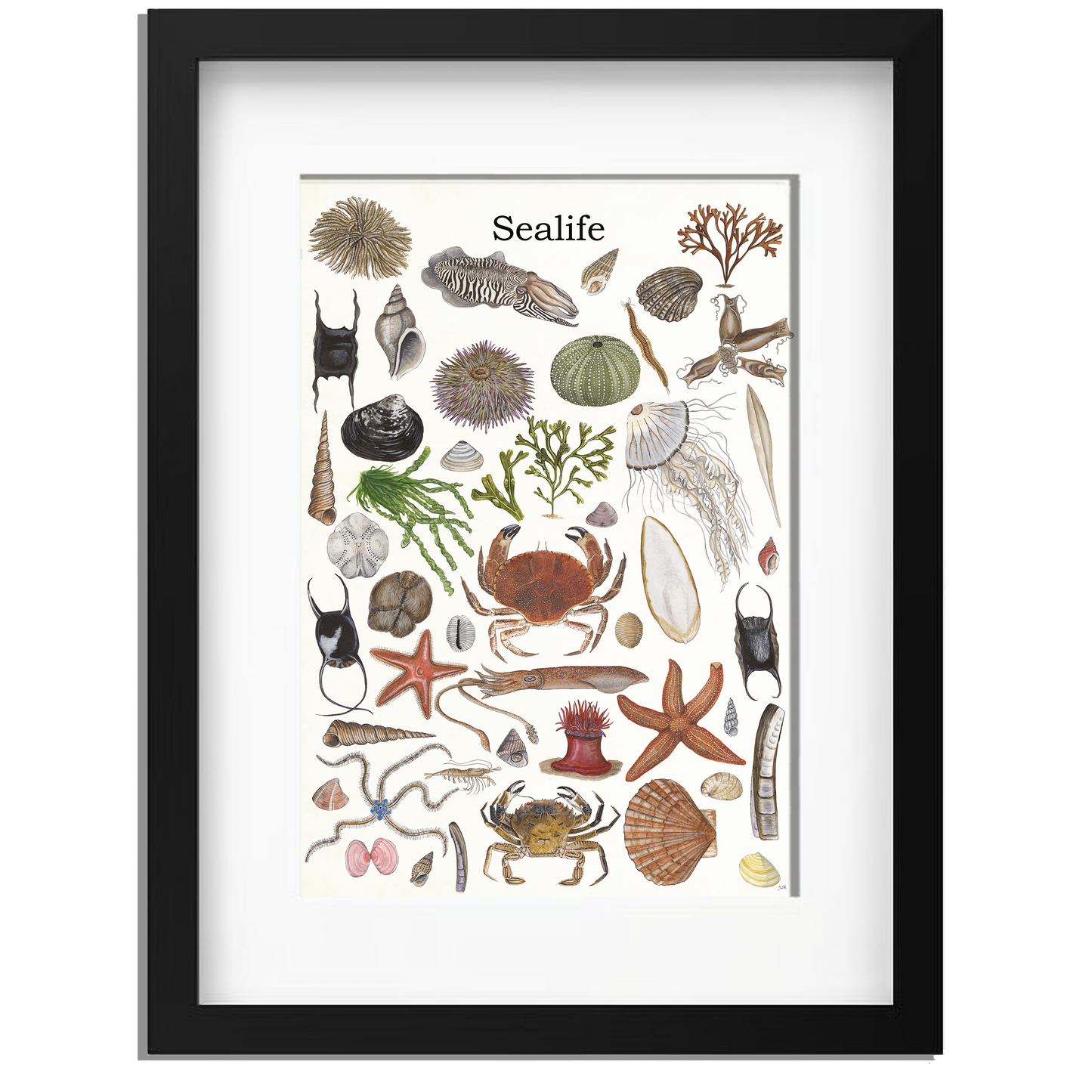 Ingelijst "Sealife 2"