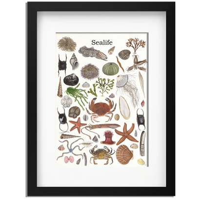 Ingelijst "Sealife 2"