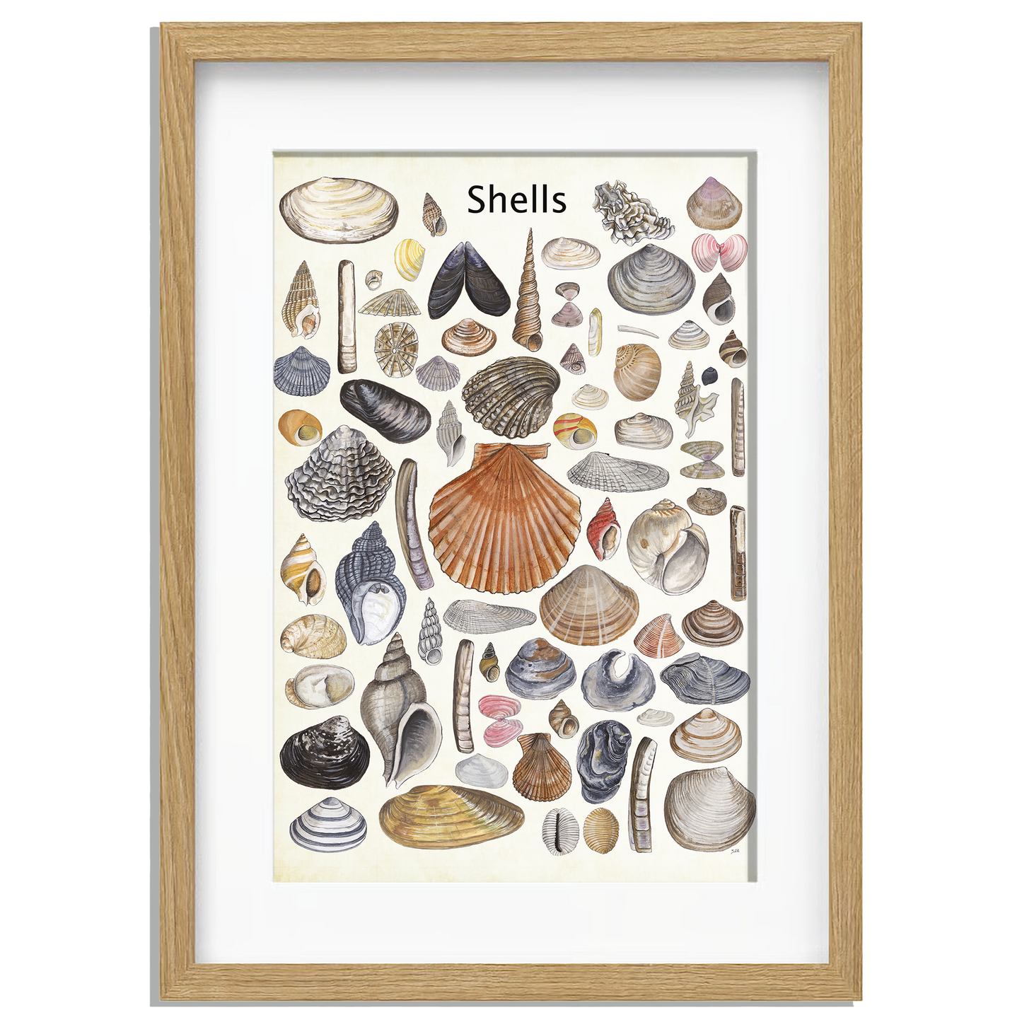 Ingelijst "Shells"