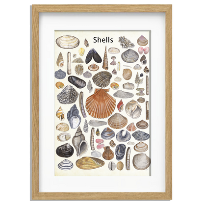 Ingelijst "Shells"