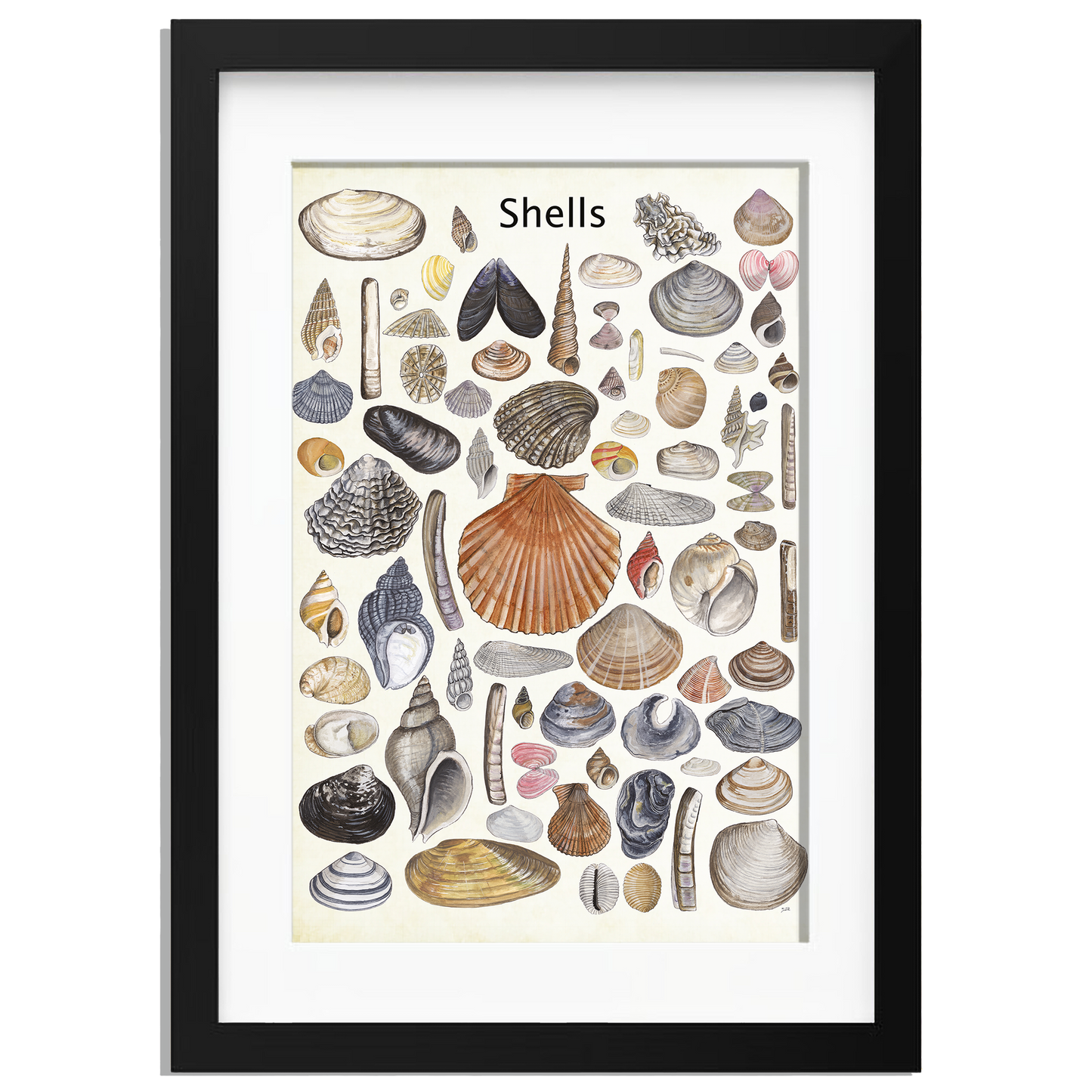 Ingelijst "Shells"