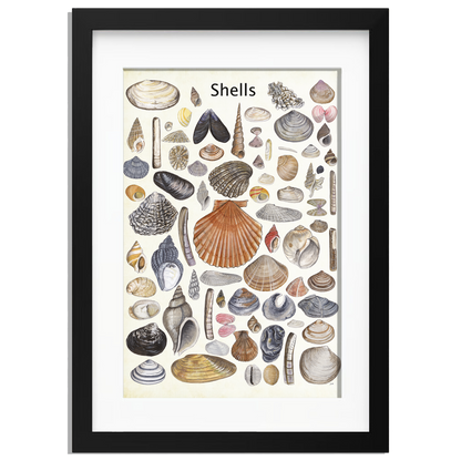Ingelijst "Shells"